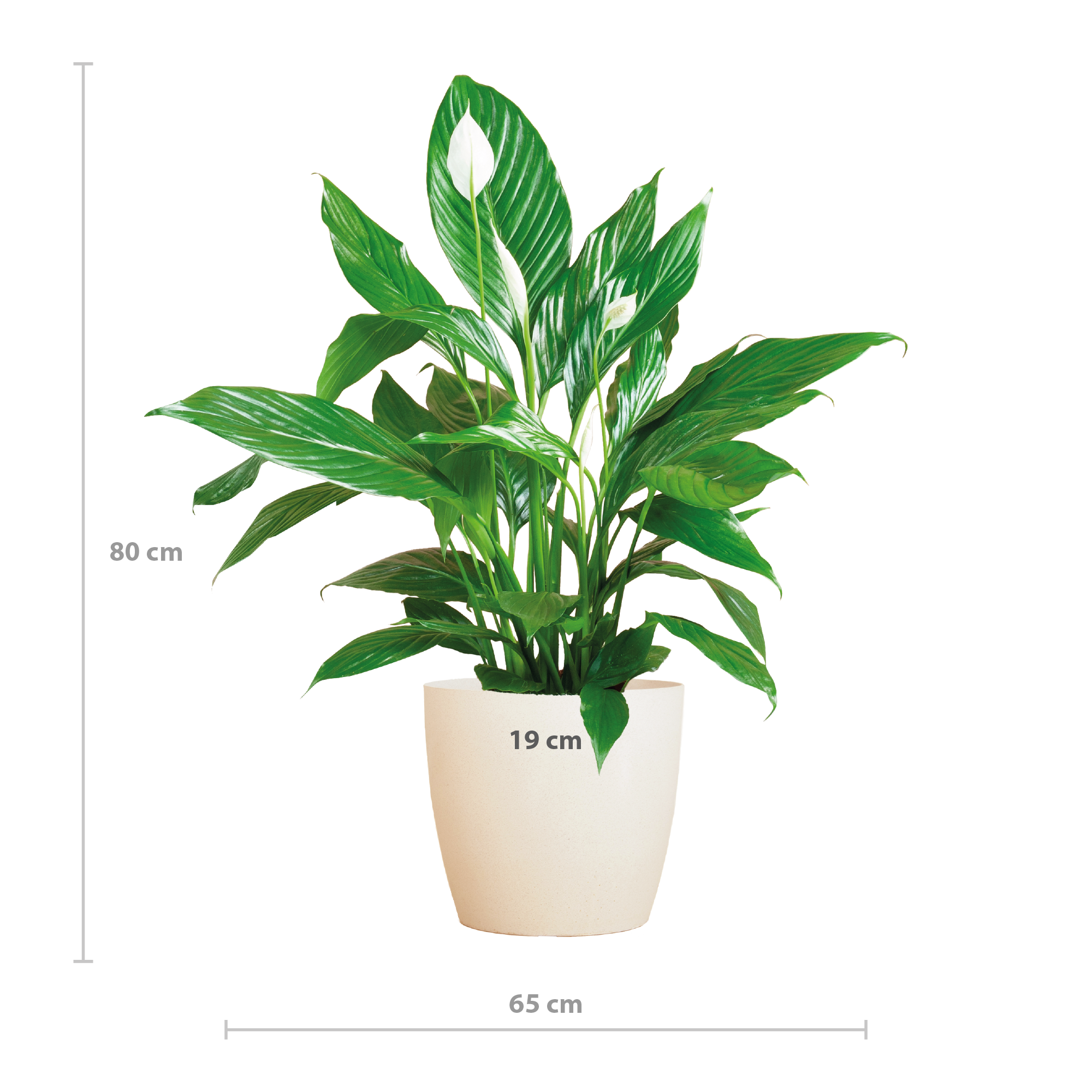 Spathiphyllum Sweet Lauretta met witte Viber pot – duurzame Lepelplant 80 cm