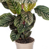 Detail van Calathea Ornata bladeren met roze strepen op donkergroene achtergrond