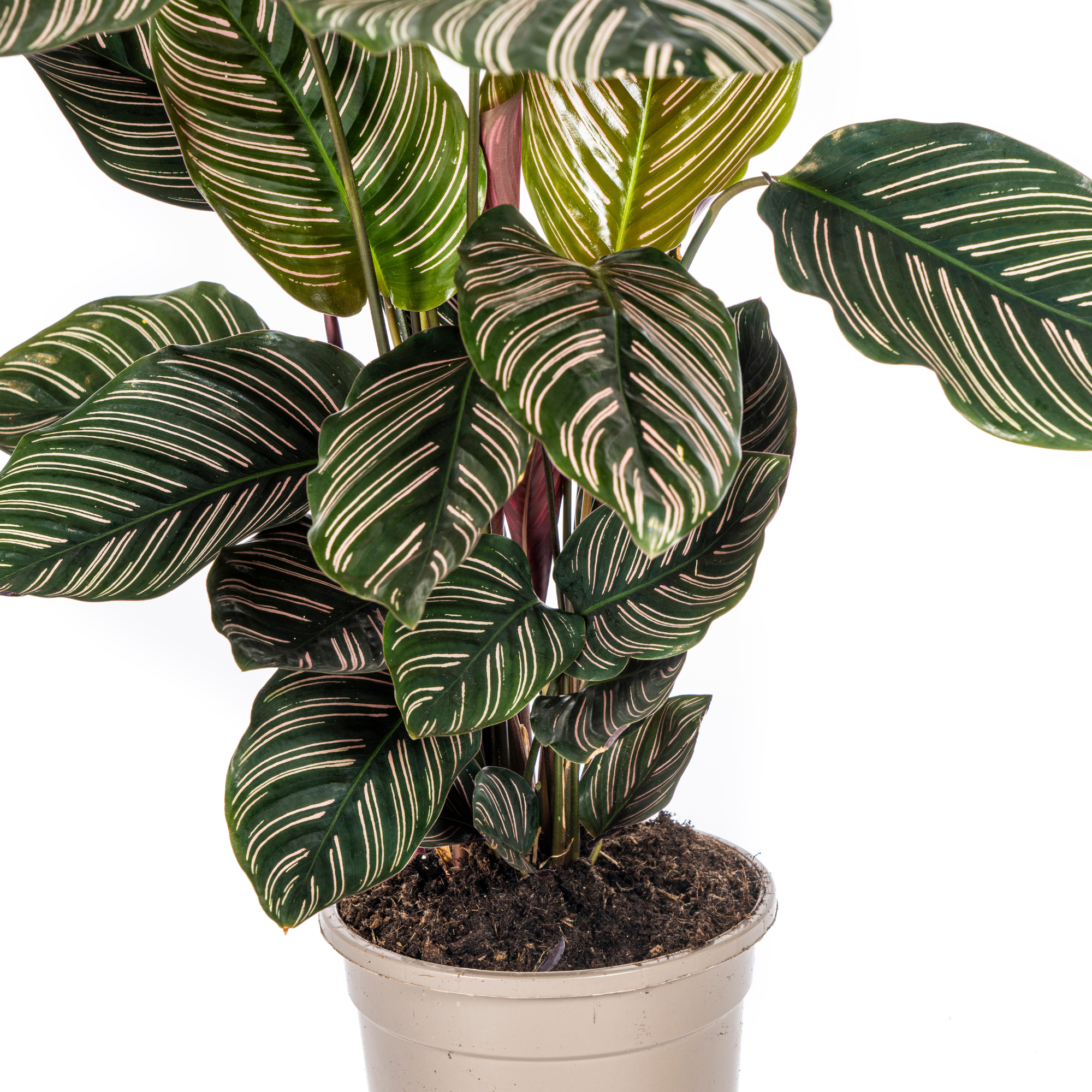Detail van Calathea Ornata bladeren met roze strepen op donkergroene achtergrond