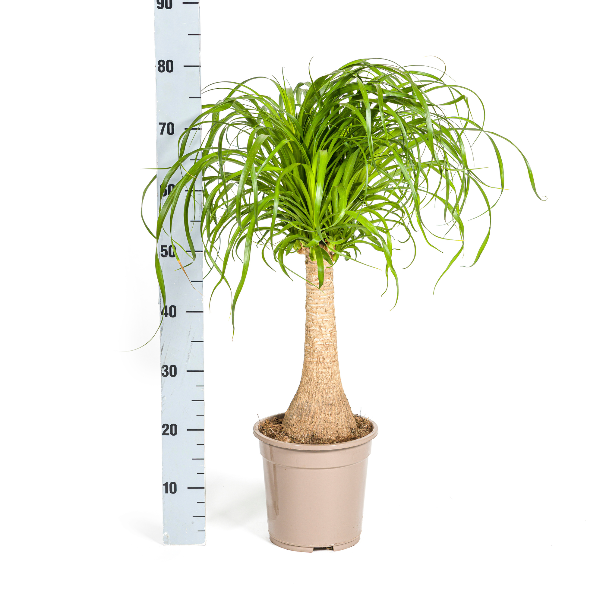 Kamerplant Beaucarnea Recurvata 60–80cm hoog