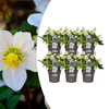 helleborus-niger-christmas-carol-witte-bloemen-in-de-wintertuin