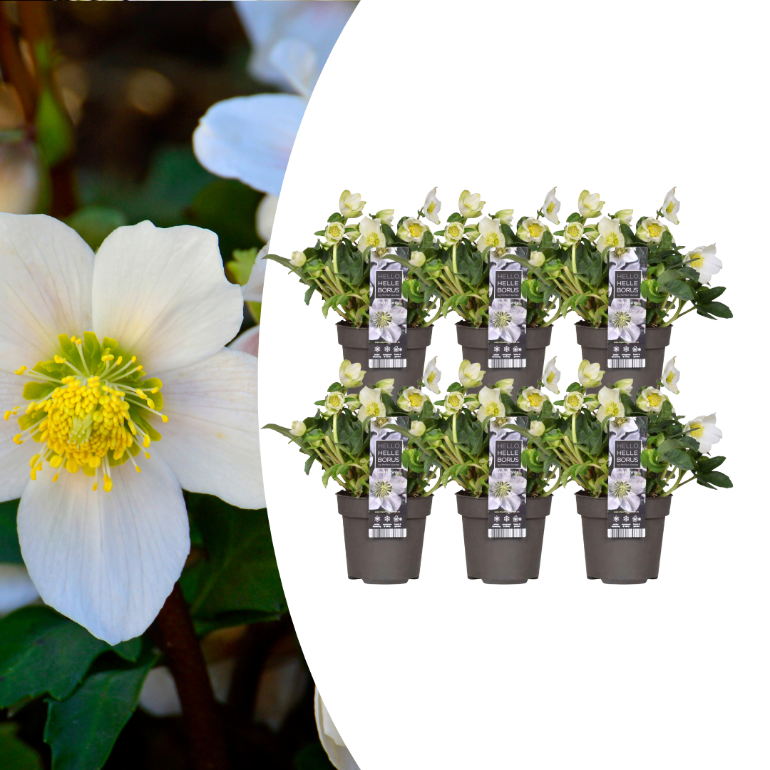 helleborus-niger-christmas-carol-witte-bloemen-in-de-wintertuin