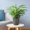 Calathea Rufibarba met Mand Lissabon wit - 55cm - Ø17