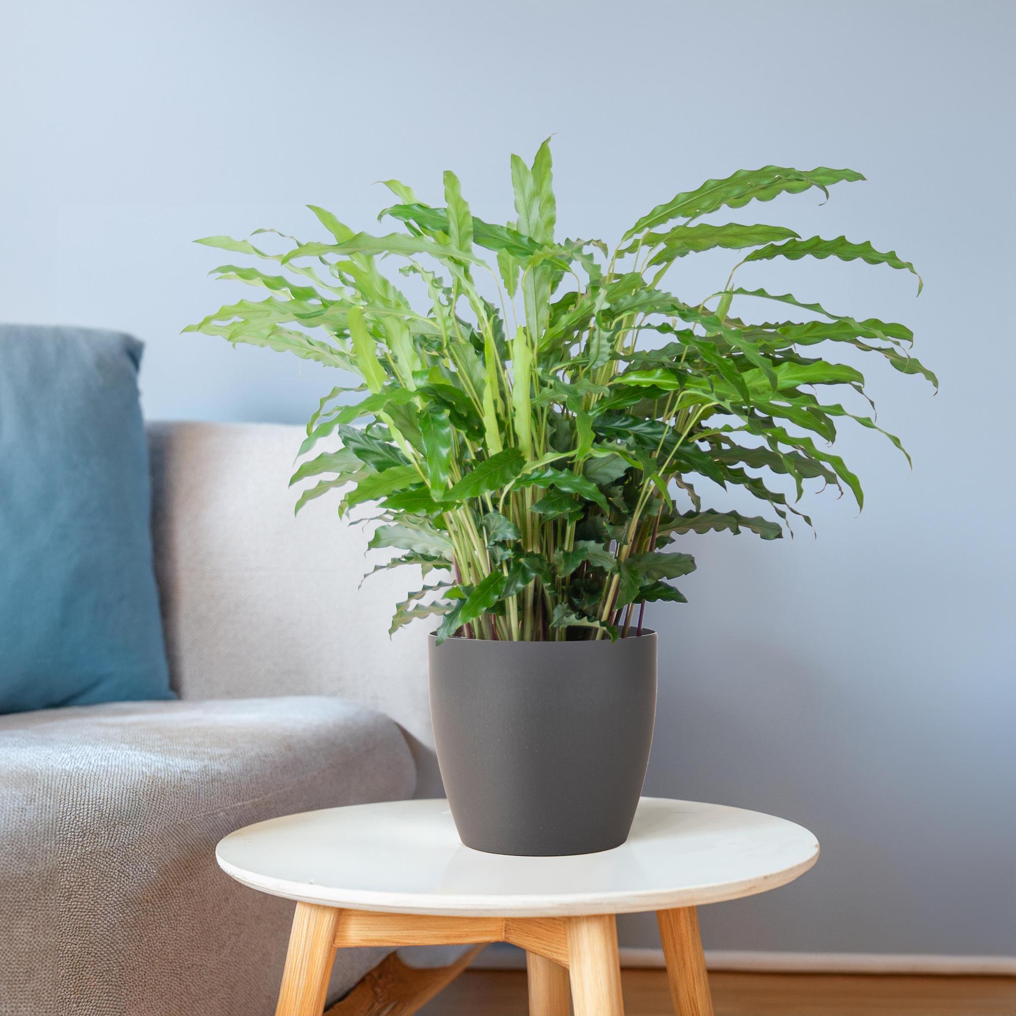 Calathea Rufibarba met Mand Lissabon wit - 55cm - Ø17