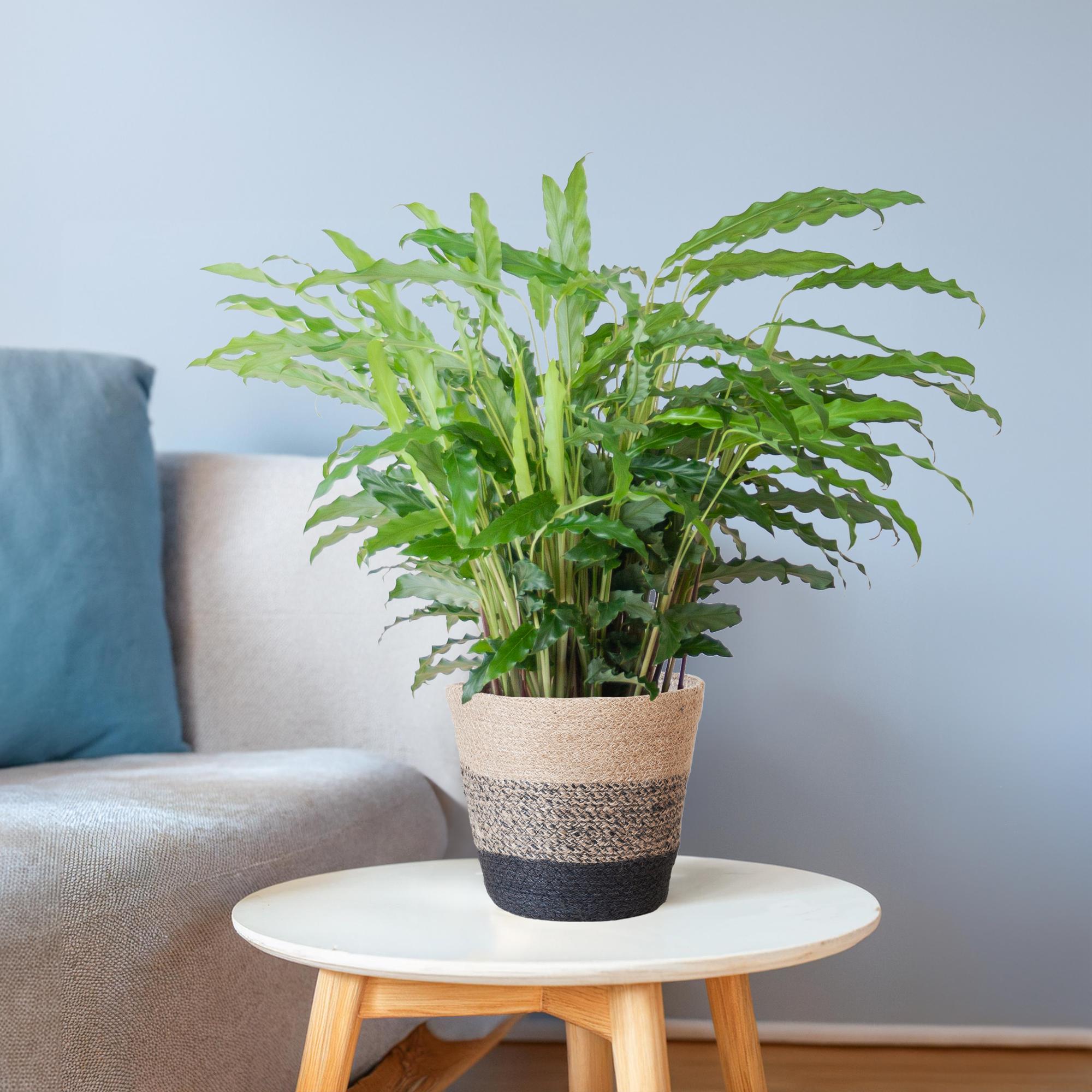 Calathea Rufibarba met Mand Lissabon wit - 55cm - Ø17