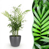 Chamaedorea elegans – 15 cm - Plant - plantenmagie