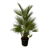Chamaerops Humilis – 130 cm-Plant-plantenmagie