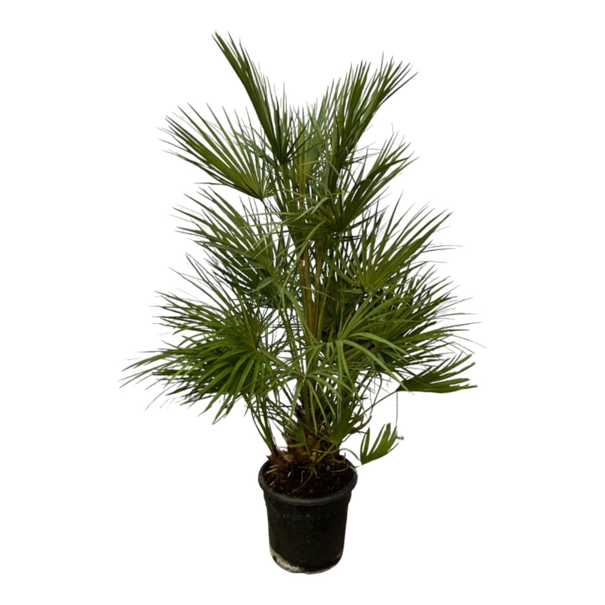 Chamaerops Humilis – 130 cm-Plant-plantenmagie