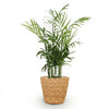 Chamaedorea elegans in mand – 15 cm - Plant - plantenmagie