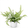 Pteris Albolineata lintvaren - 20 cm - Ø12 - met witte pot - Plant - plantenmagie