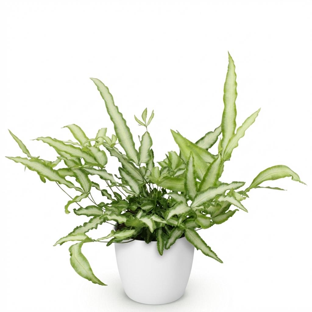 Pteris Albolineata lintvaren - 20 cm - Ø12 - met witte pot - Plant - plantenmagie