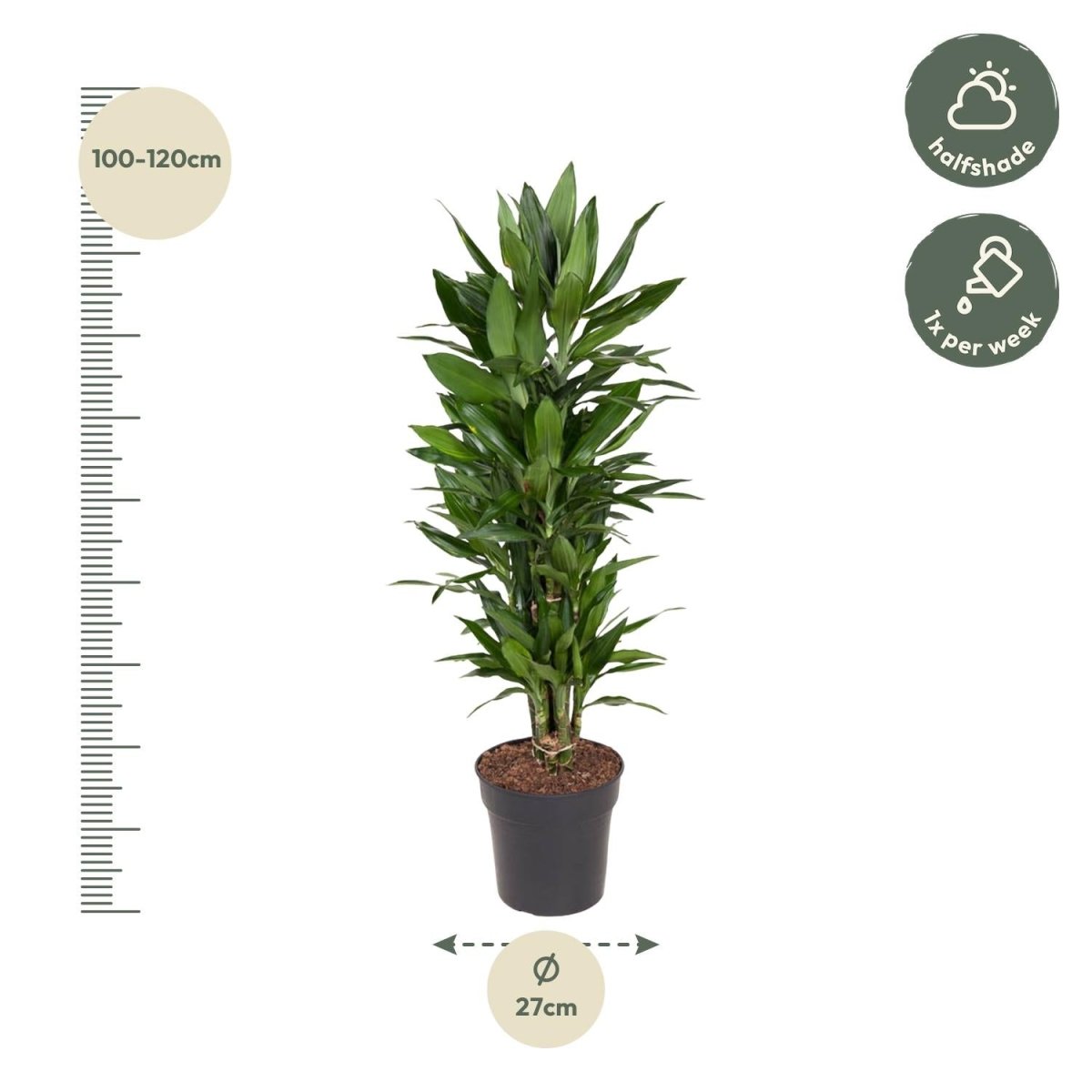 Dracaena Janet Lind vertakt - 110 cm - ø27 - Plant - plantenmagie