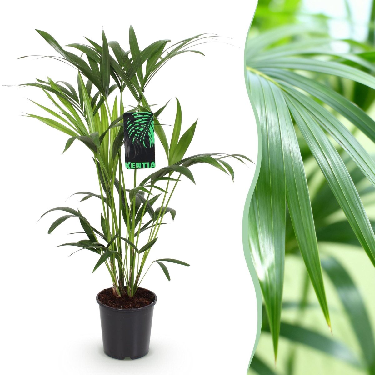 Howea Forsteriana Kentia palm 80–85 cm pot 19 cm - Plant - plantenmagie