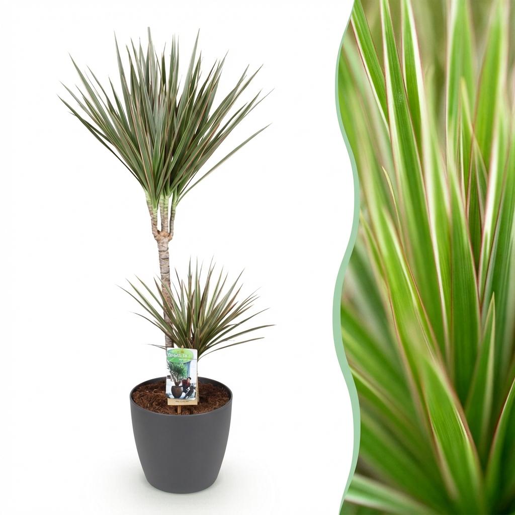 Dracaena Marginata Bicolor drakenbloedboom 90–100 cm met grijze pot - Plant - plantenmagie