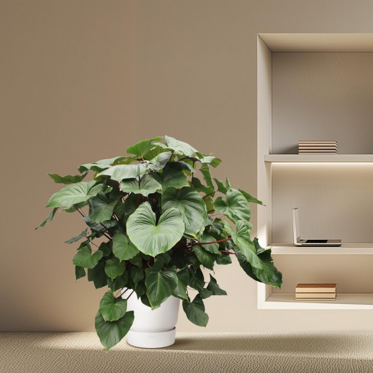 Homalomena Rubescens Maggy - 170 cm - ø60 - Plant - plantenmagie