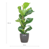 “Vioolbladplant Ficus Lyrata bladeren close-up – groene kamerplant met glanzende bladeren”