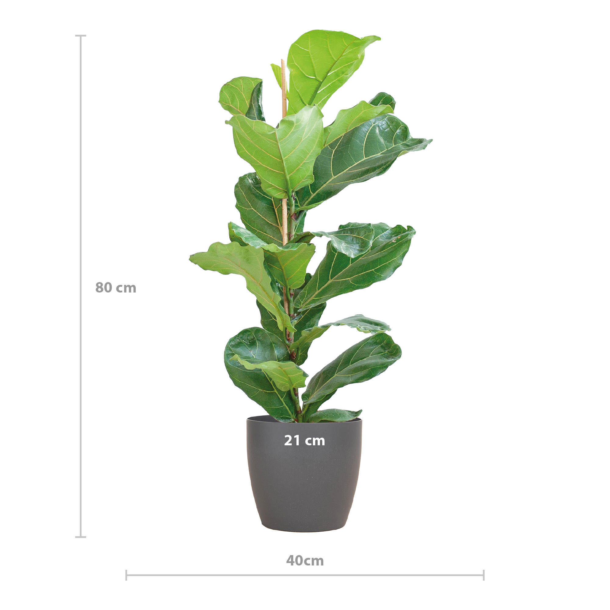 “Vioolbladplant Ficus Lyrata bladeren close-up – groene kamerplant met glanzende bladeren”