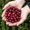 Fruitplanten - Blauwe Bes - Winterhard - 3 Planten