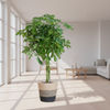 Schefflera Arab Nora met Mand Lissabon zwart - 70cm - Ø21