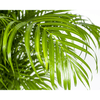 Dypsis Areca lutescens Ø27cm - ↕150 - 170cm-Plant-plantenmagie