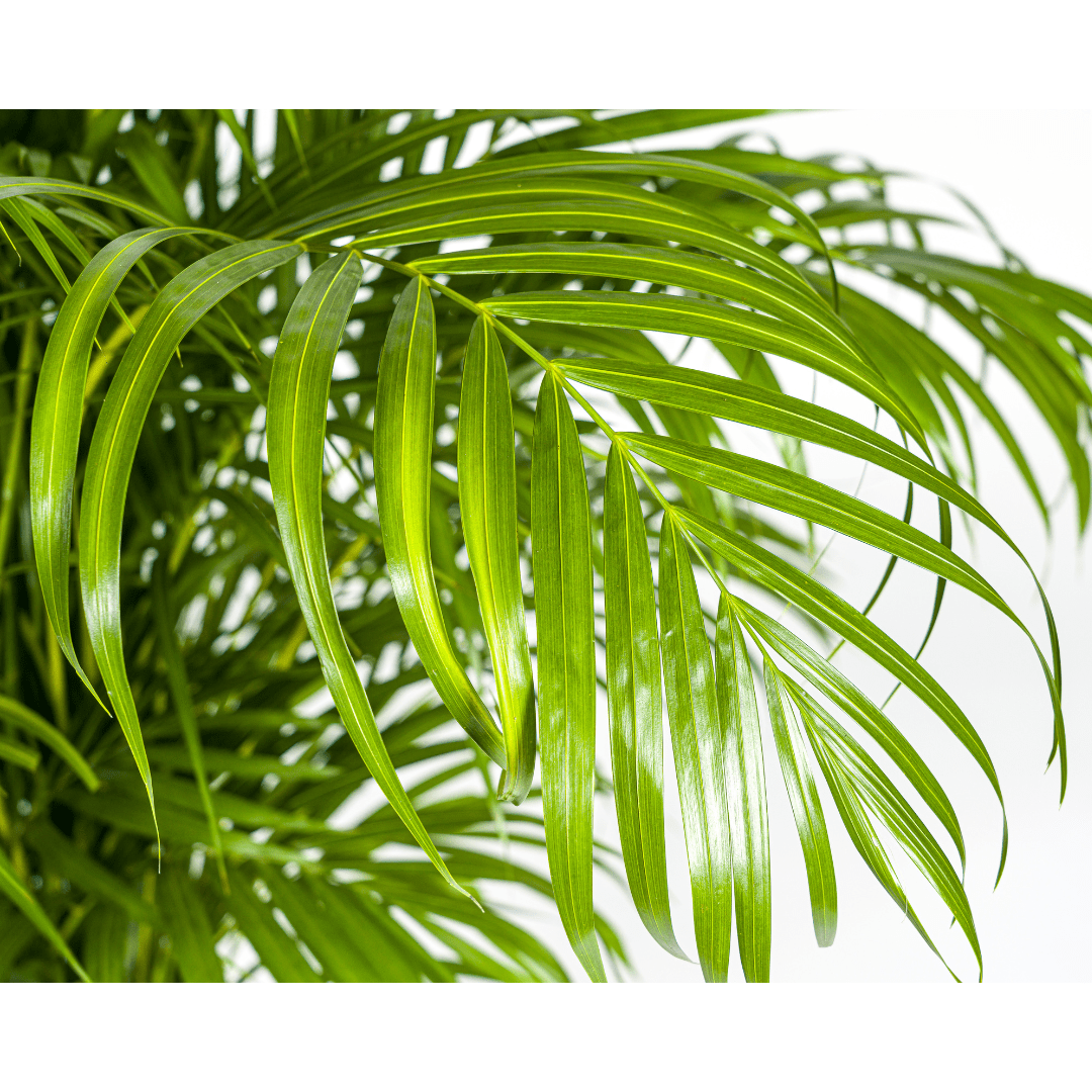 Dypsis Areca lutescens Ø27cm - ↕150 - 170cm-Plant-plantenmagie