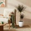 Dracaena Magenta drakenbloedboom 90–100 cm met witte pot - Plant - plantenmagie