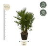 Chamaerops Humilis multi stam – 220 cm-Plant-plantenmagie