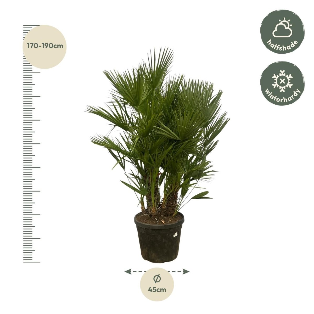 Chamaerops Humilis multi stam – 220 cm-Plant-plantenmagie
