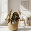 Begonia Maculata in gele ELHO Vibes Fold pot – detail van gestippelde bladeren