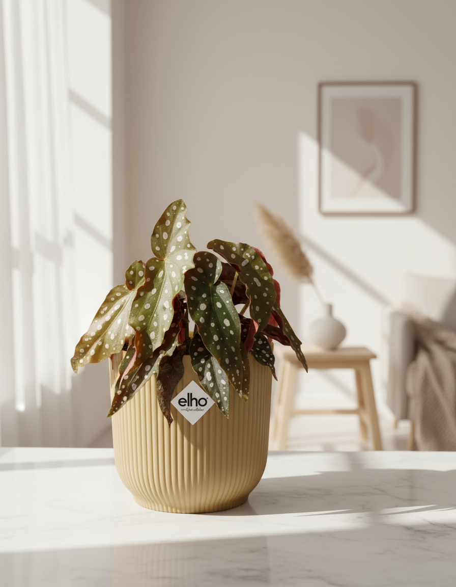 Begonia Maculata in gele ELHO Vibes Fold pot – detail van gestippelde bladeren