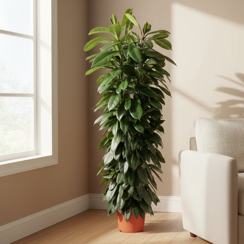 Ficus Cyatistipula zuil - 150 cm - ø29 - Plant - plantenmagie