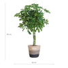 Schefflera Arab Nora met Mand Lissabon zwart - 70cm - Ø21