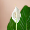 Duurzame bioplastic pot van olifantengras met Spathiphyllum Sweet Lauretta