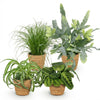 Chlorophytum Cyperus Phlebodium Maranta mix – 4 huisdiervriendelijke planten met mand – hoogte 25 cm - Plant - plantenmagie