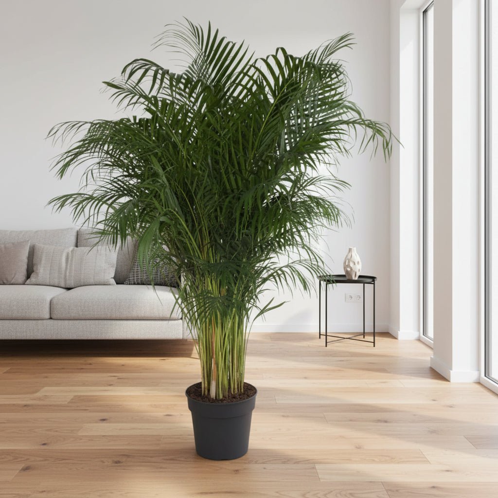Dypsis Lutescens - 200 cm - ø34 - Plant - plantenmagie