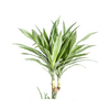 witte-streep-dracaena-luchtzuiverende-plant-plantenmagie