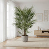 Chamaerops Humilis struik - 170cm- Ø30-Plant-plantenmagie