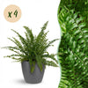 Nephrolepsis exaltata Green Lady in pot grijs – 25 cm - Plant - plantenmagie