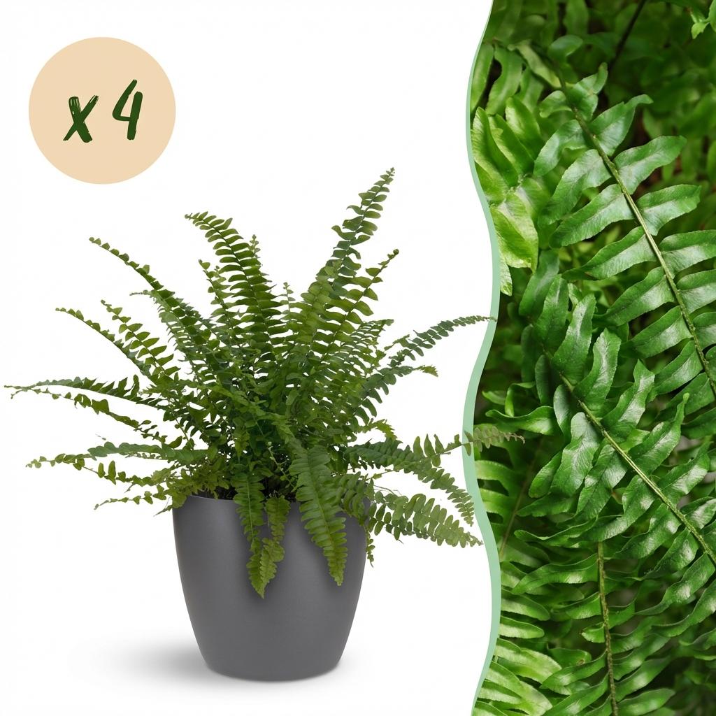 Nephrolepsis exaltata Green Lady in pot grijs – 25 cm - Plant - plantenmagie