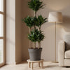 Dracaena Compacta Carrousel - 130 cm - ø31 - Plant - plantenmagie