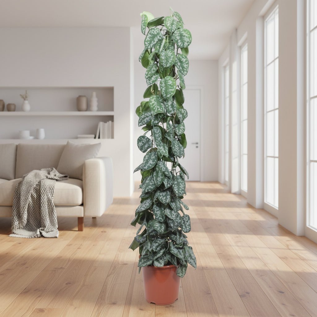 Scindapsus Pictus Trebie gaasrek - 160 cm - ø27 - Plant - plantenmagie