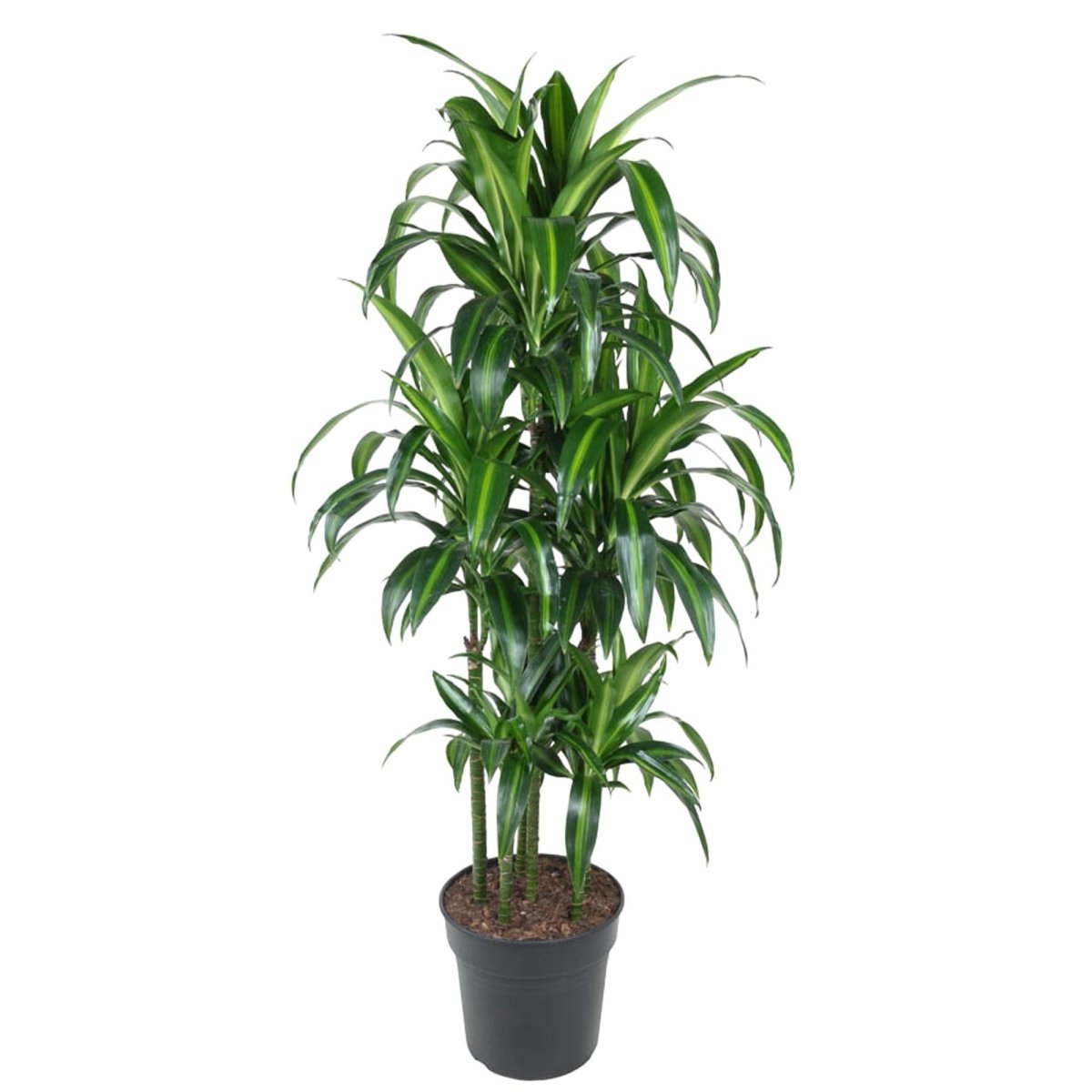 Dracaena Hawaiiana Carrousel - 150 cm - ø31 - Plant - plantenmagie