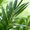 Kentia palm (Howea forsteriana) 120–130 cm met mand (Ø21) - Plant - plantenmagie