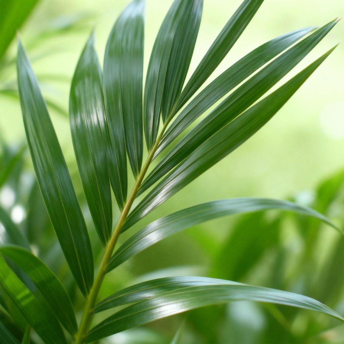 Kentia palm (Howea forsteriana) 120–130 cm met mand (Ø21) - Plant - plantenmagie