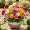 Bloembollen - Ranunculus Mix - Diversen Kleuren - 40 stuks
