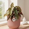 Begonia Maculata kamerplant met zilverwitte stippen in roze ELHO Vibes Fold pot van 14 cm
