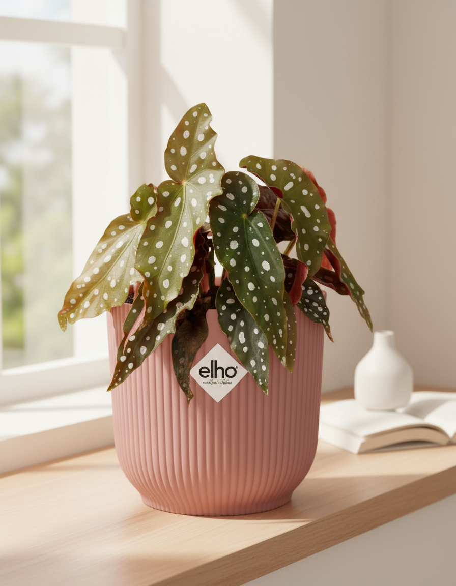 Begonia Maculata kamerplant met zilverwitte stippen in roze ELHO Vibes Fold pot van 14 cm