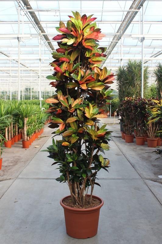 Codiaeum Iceton - 230 cm - Plant - plantenmagie