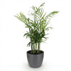 Chamaedorea elegans – 15 cm - Plant - plantenmagie