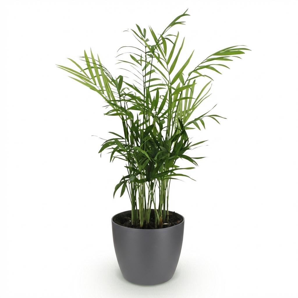 Chamaedorea elegans – 15 cm - Plant - plantenmagie